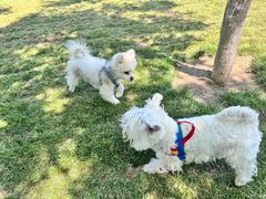 -爪吧宠物乐园 (温榆河示范区店)