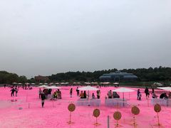 -大塘金香草谷
