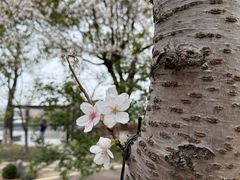 -高东镇樱花园