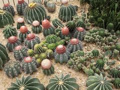 -深圳仙湖植物园