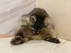 -浣熊柯尔鸭土拨鼠·电玩咖