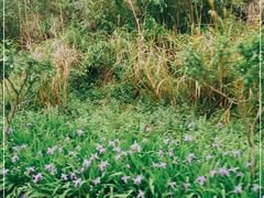 -武陵山森林公园