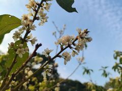 -紫马岭公园