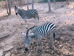 -清迈夜间动物园