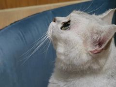 -滚猫咖啡·猫咖·猫友好撸猫(未来城店)