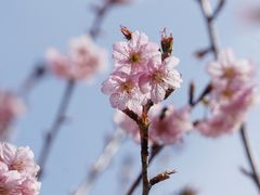 -顾村公园