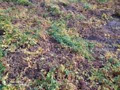 -解家河南菜(商鼎路店)