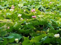 -翠云楼·汽锅鸡·云南特色菜(翠湖公园店)