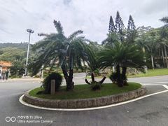 -深圳仙湖植物园