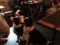 百好乐比萨-百好乐宠物友好餐厅(朝外大街店)