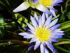 -国家植物园南园