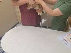 -瑞鹏宠物医院·超声·骨科·奇麟分院(蜀都万达店)