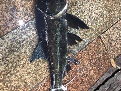 -好灶头妈妈菜·千岛湖土菜地标美食