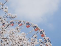 -顾村公园
