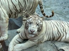 -北京野生动物园