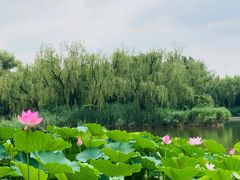 -莲花池公园