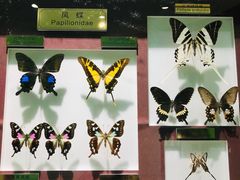 -上海昆虫博物馆