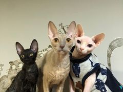 -北京恒爱动物医院(清景园分院)