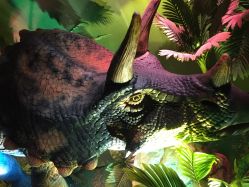 -恐龙探索乐园(磁器口店)