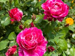 -鹅湖玫瑰文化园