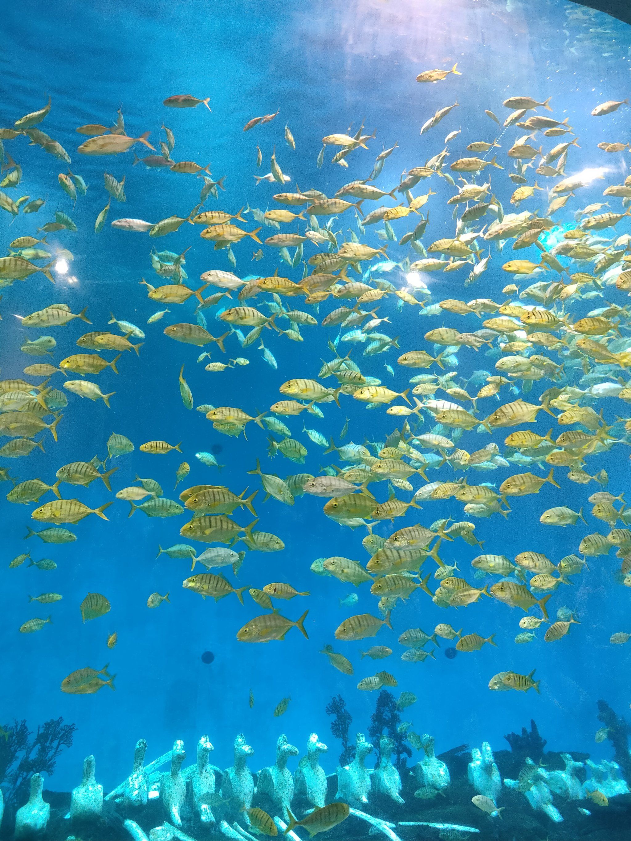 海底世界的幻想之旅