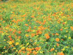 -杭州湾海上花田景区