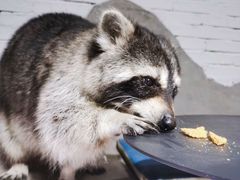 -浣熊柯尔鸭土拨鼠·电玩咖