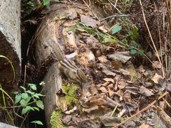 -五营红松林海景区