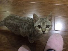 -爱侣·安琦尔宠物医院·中兽医针灸·心内科·狂犬免疫点(宝山区院)