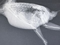 -爱侣宠医·鹦鹉专科·小型哺乳类·异宠专科(灵石路店)