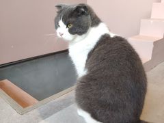-猫儿山۰猫主题餐厅