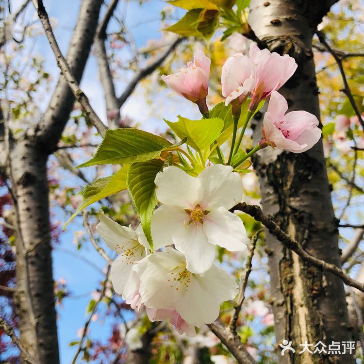 顺带去了樱花园。去的时候樱花还没完全绽放