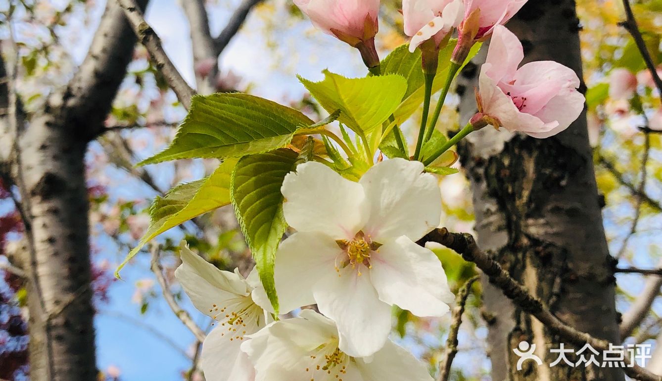 顺带去了樱花园。去的时候樱花还没完全绽放