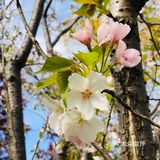顺带去了樱花园。去的时候樱花还没完全绽放
