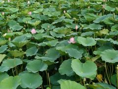 -大兴滨河森林公园