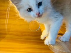 -猫十亿·布偶金渐层·曼基康矮脚猫舍(青年路店)