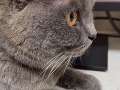 -瑞鹏宠物医院·普外科·影像科·皮肤科(城市山谷分院)