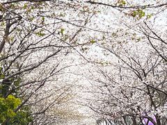 -高东镇樱花园