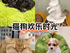 -有喵·猫咖·狗咖·30几只猫10只小狗(岗厦店)