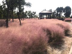 -南湖湿地公园