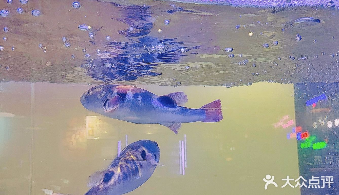 河豚打边炉——品尝《山海经》里的现实版奇兽