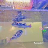 河豚打边炉——品尝《山海经》里的现实版奇兽