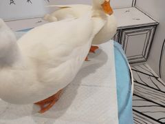 -白夜2D咖啡馆