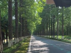 -黄海国家森林公园