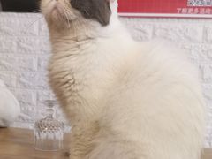 -平行世界·猫咖(首经贸店)