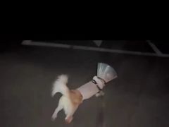 -派美特宠物医院·核磁CT·骨科肿瘤·疑难转诊(沈农禾丰店)