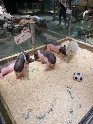 -造物庄园 萌宠纪(苏州湾歌林公园店)