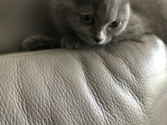 -猫大福·Fortune Cat猫舍(百子湾店)