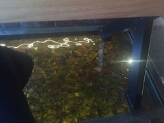 -颐和•海鲜砂锅粥•啫啫煲(奥林匹克广场店)