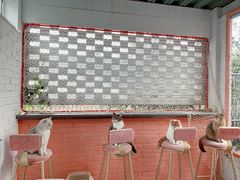 -喵屿·大理花园猫咖